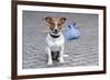 Dog Homeless-Javier Brosch-Framed Photographic Print