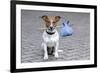 Dog Homeless-Javier Brosch-Framed Photographic Print