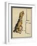 Dog in a Green Collar-Cecil Aldin-Framed Photographic Print