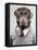 Dog in a sweater-Justin Paget-Framed Stretched Canvas