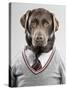 Dog in a sweater-Justin Paget-Stretched Canvas