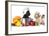 Dog in Chef's Hat-Lilun-Framed Photographic Print