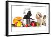 Dog in Chef's Hat-Lilun-Framed Photographic Print