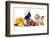 Dog in Chef's Hat-Lilun-Framed Photographic Print