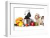 Dog in Chef's Hat-Lilun-Framed Photographic Print