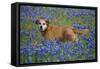 Dog in Field of Blue Bonnets-Darrell Gulin-Framed Stretched Canvas