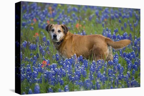 Dog in Field of Blue Bonnets-Darrell Gulin-Stretched Canvas