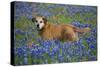 Dog in Field of Blue Bonnets-Darrell Gulin-Stretched Canvas