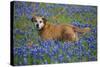 Dog in Field of Blue Bonnets-Darrell Gulin-Stretched Canvas