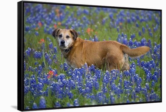 Dog in Field of Blue Bonnets-Darrell Gulin-Framed Stretched Canvas