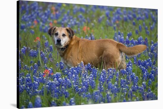 Dog in Field of Blue Bonnets-Darrell Gulin-Stretched Canvas