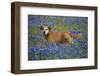 Dog in Field of Blue Bonnets-Darrell Gulin-Framed Photographic Print