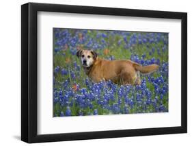 Dog in Field of Blue Bonnets-Darrell Gulin-Framed Photographic Print