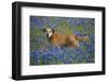 Dog in Field of Blue Bonnets-Darrell Gulin-Framed Photographic Print