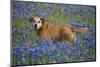 Dog in Field of Blue Bonnets-Darrell Gulin-Mounted Photographic Print