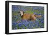 Dog in Field of Blue Bonnets-Darrell Gulin-Framed Photographic Print