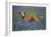 Dog in Field of Blue Bonnets-Darrell Gulin-Framed Photographic Print