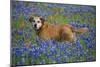 Dog in Field of Blue Bonnets-Darrell Gulin-Mounted Photographic Print