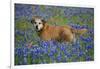 Dog in Field of Blue Bonnets-Darrell Gulin-Framed Photographic Print