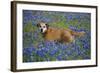 Dog in Field of Blue Bonnets-Darrell Gulin-Framed Photographic Print