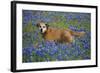 Dog in Field of Blue Bonnets-Darrell Gulin-Framed Photographic Print