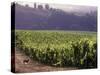 Dog in Knutsen Vineyard, Dundee, Willamette Valley, Oregon, USA-Janis Miglavs-Stretched Canvas