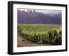 Dog in Knutsen Vineyard, Dundee, Willamette Valley, Oregon, USA-Janis Miglavs-Framed Photographic Print