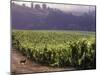 Dog in Knutsen Vineyard, Dundee, Willamette Valley, Oregon, USA-Janis Miglavs-Mounted Photographic Print