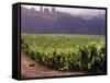 Dog in Knutsen Vineyard, Willamette Valley, Oregon, USA-Janis Miglavs-Framed Stretched Canvas