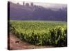 Dog in Knutsen Vineyard, Willamette Valley, Oregon, USA-Janis Miglavs-Stretched Canvas