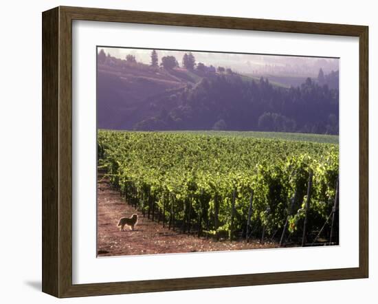 Dog in Knutsen Vineyard, Willamette Valley, Oregon, USA-Janis Miglavs-Framed Photographic Print