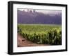 Dog in Knutsen Vineyard, Willamette Valley, Oregon, USA-Janis Miglavs-Framed Photographic Print