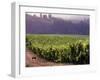 Dog in Knutsen Vineyard, Willamette Valley, Oregon, USA-Janis Miglavs-Framed Photographic Print