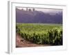 Dog in Knutsen Vineyard, Willamette Valley, Oregon, USA-Janis Miglavs-Framed Photographic Print