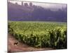 Dog in Knutsen Vineyard, Willamette Valley, Oregon, USA-Janis Miglavs-Mounted Photographic Print