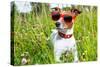 Dog in Meadow-Javier Brosch-Stretched Canvas