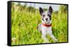 Dog in Meadow-Javier Brosch-Framed Stretched Canvas