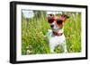 Dog in Meadow-Javier Brosch-Framed Photographic Print