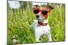 Dog in Meadow-Javier Brosch-Mounted Photographic Print