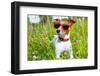 Dog in Meadow-Javier Brosch-Framed Photographic Print