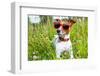 Dog in Meadow-Javier Brosch-Framed Photographic Print