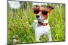 Dog in Meadow-Javier Brosch-Mounted Photographic Print