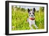 Dog in Meadow-Javier Brosch-Framed Photographic Print