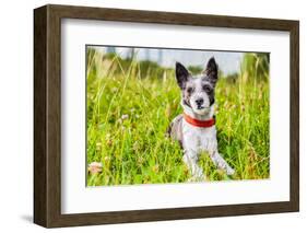 Dog in Meadow-Javier Brosch-Framed Photographic Print