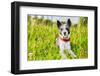 Dog in Meadow-Javier Brosch-Framed Photographic Print