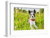 Dog in Meadow-Javier Brosch-Framed Photographic Print