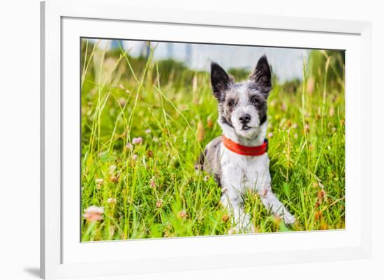 Dog in Meadow-Javier Brosch-Framed Photographic Print