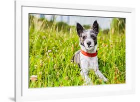 Dog in Meadow-Javier Brosch-Framed Photographic Print