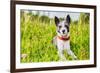 Dog in Meadow-Javier Brosch-Framed Photographic Print