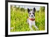 Dog in Meadow-Javier Brosch-Framed Photographic Print